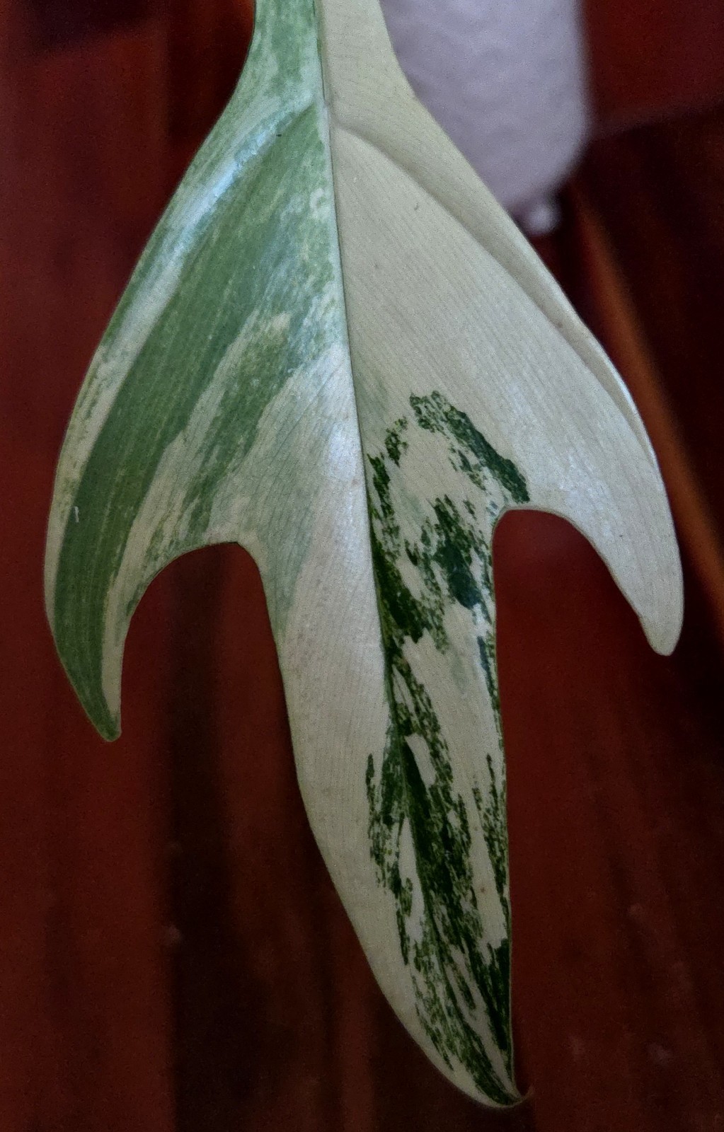 Rare Philodendron Florida Beauty X Tortum 21″ Wide Aroid Not Monstera Anthurium