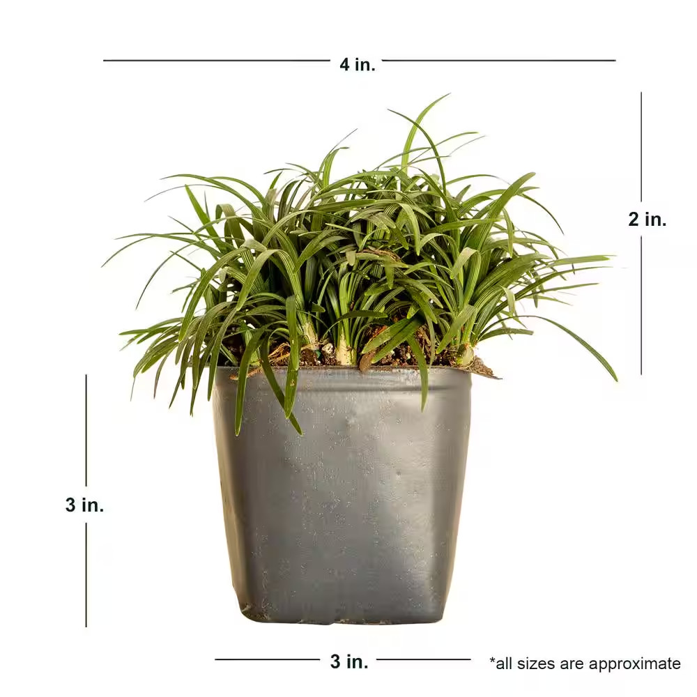 Dwarf Mondo Grass 3 1/4 In. Pots (54-Pack) – Groundcover Plant