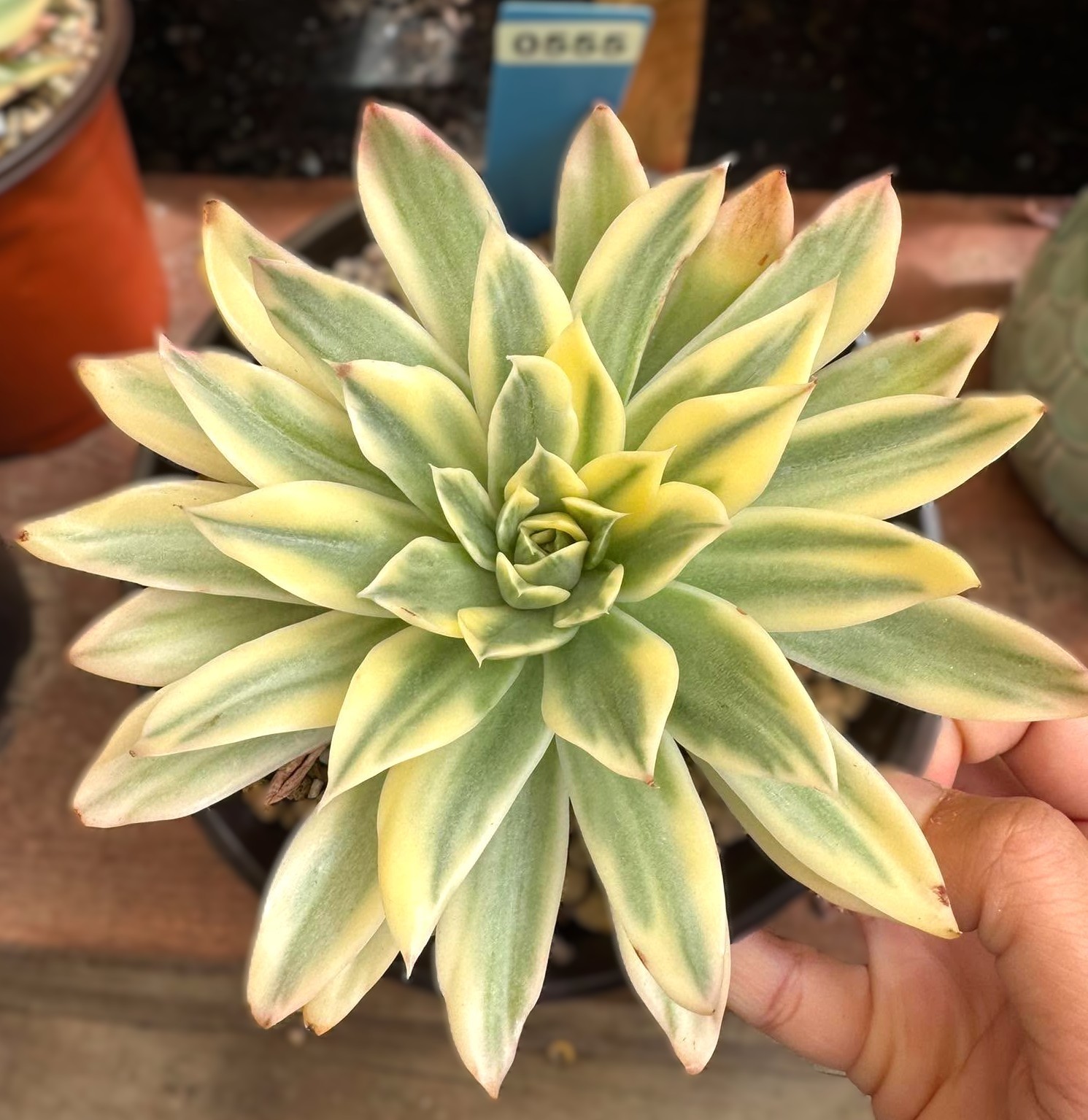 Imported succulent live plant rare Echeveria Golden Seawave variegated 7” #555