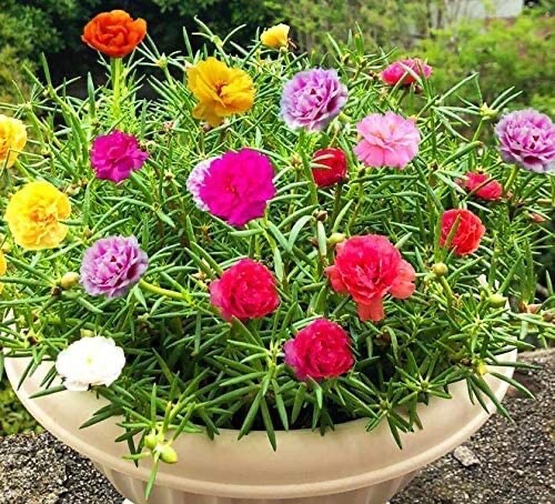 Moss Rose Seeds for Planting – ‘Portulaca Grandiflora’ Flowers for Bonsai Garden