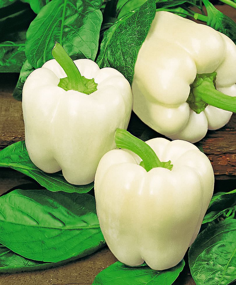 White Bell Sweet Pepper Seeds 20+ Capsicum Annuum Vegetable NON-GMO USA FREE S&H