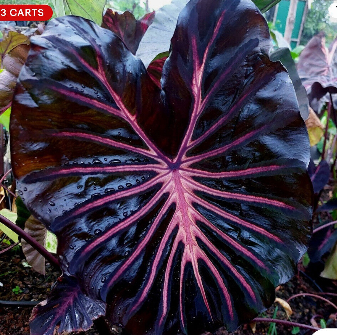 Black Lava – Colocasia esculenta- Elephant Ear – SMALL ROOTED STARTER Plant
