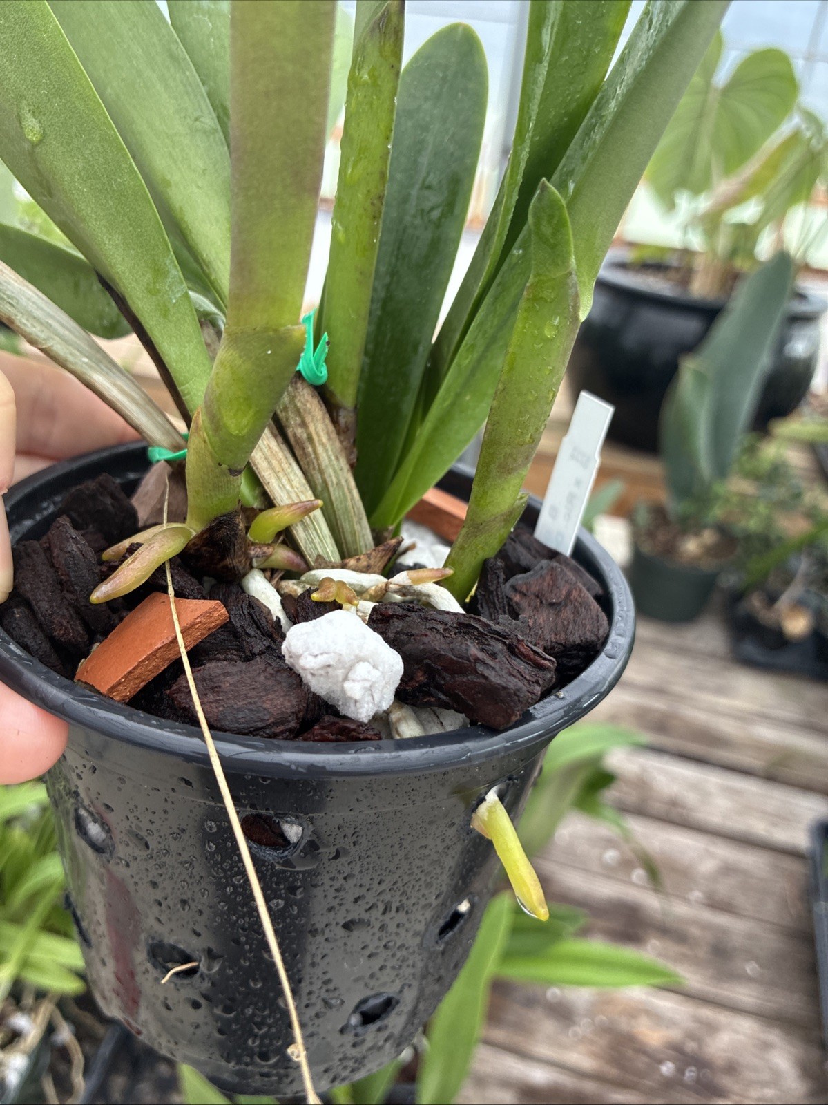 Cattleya B. Nodosa x Rlc. Donna Kimmura