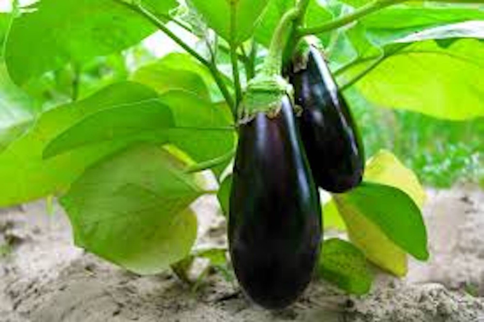 100 ++ Organic Black Beauty Eggplant Seeds | NON-GMO | Cà Tím | 2024 Season