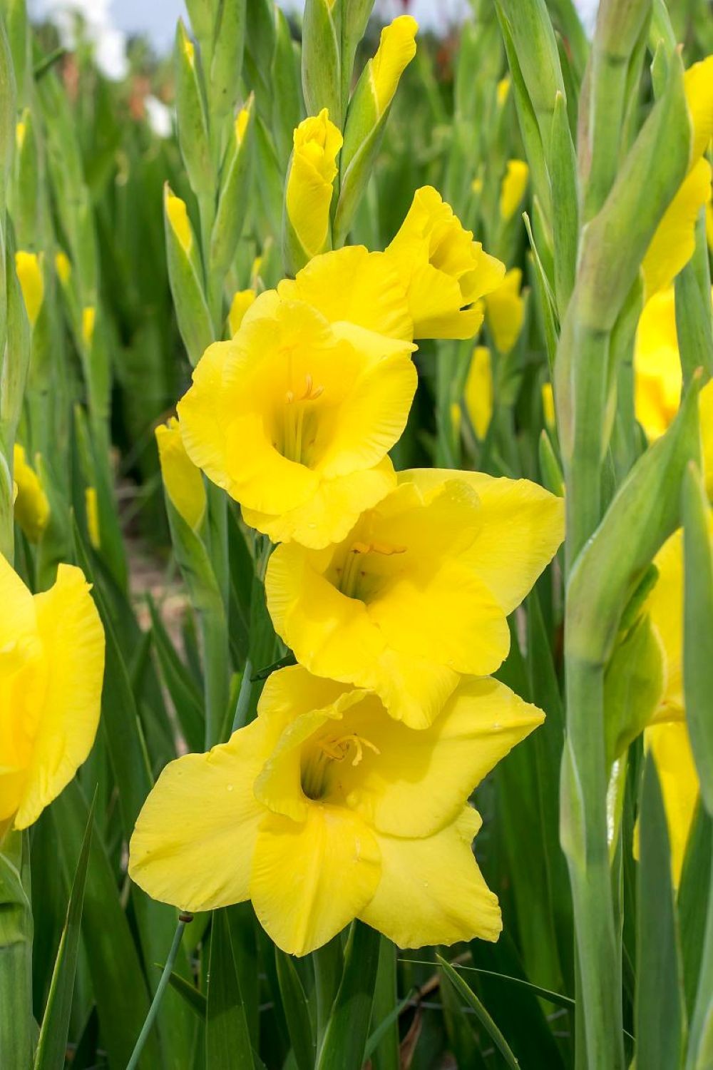 Silvia Glamini Gladiolus 10 Bulbs – Petite – 10/12 cm