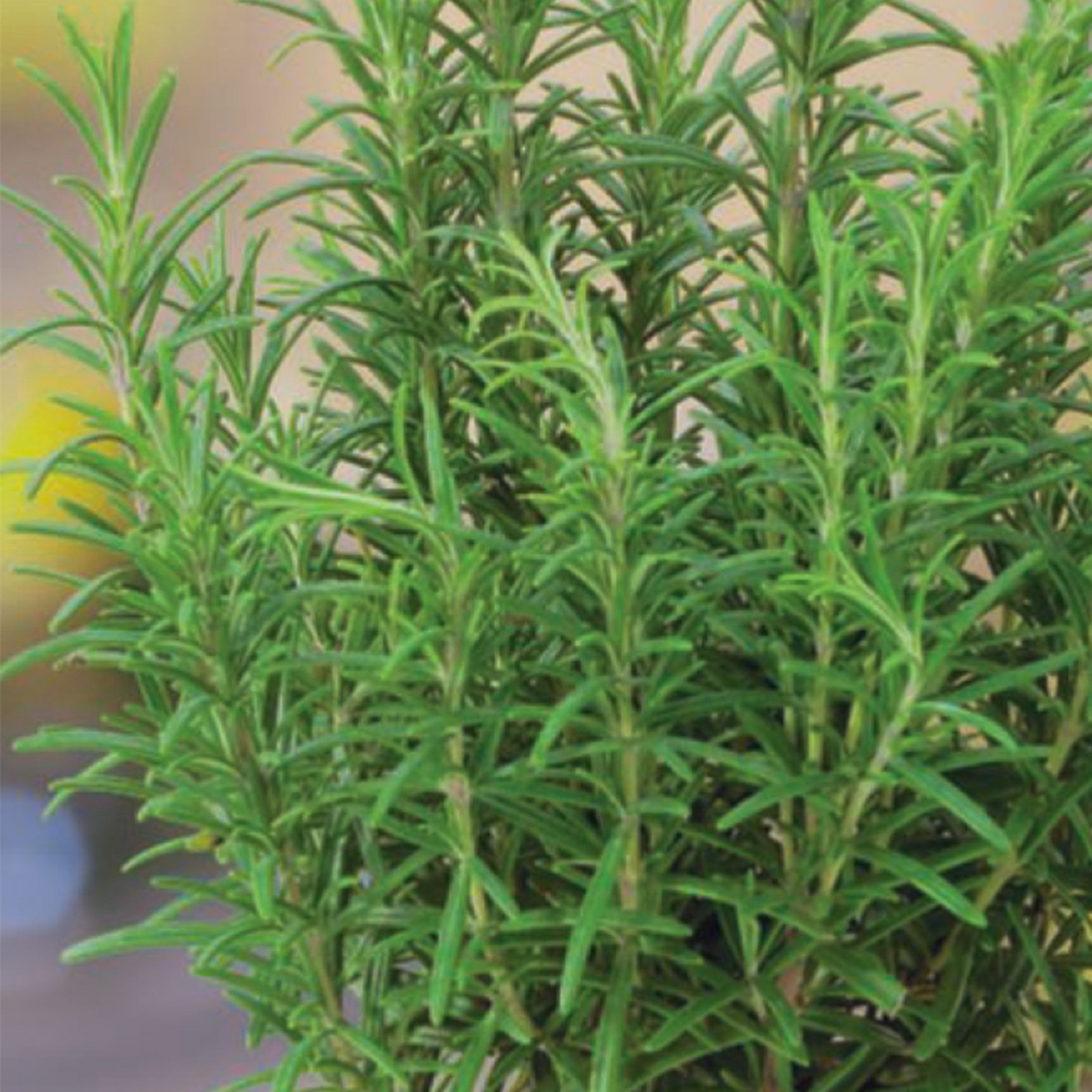 Rosemary Seeds, NON-GMO, Heirloom 50 seeds Free Shipping!