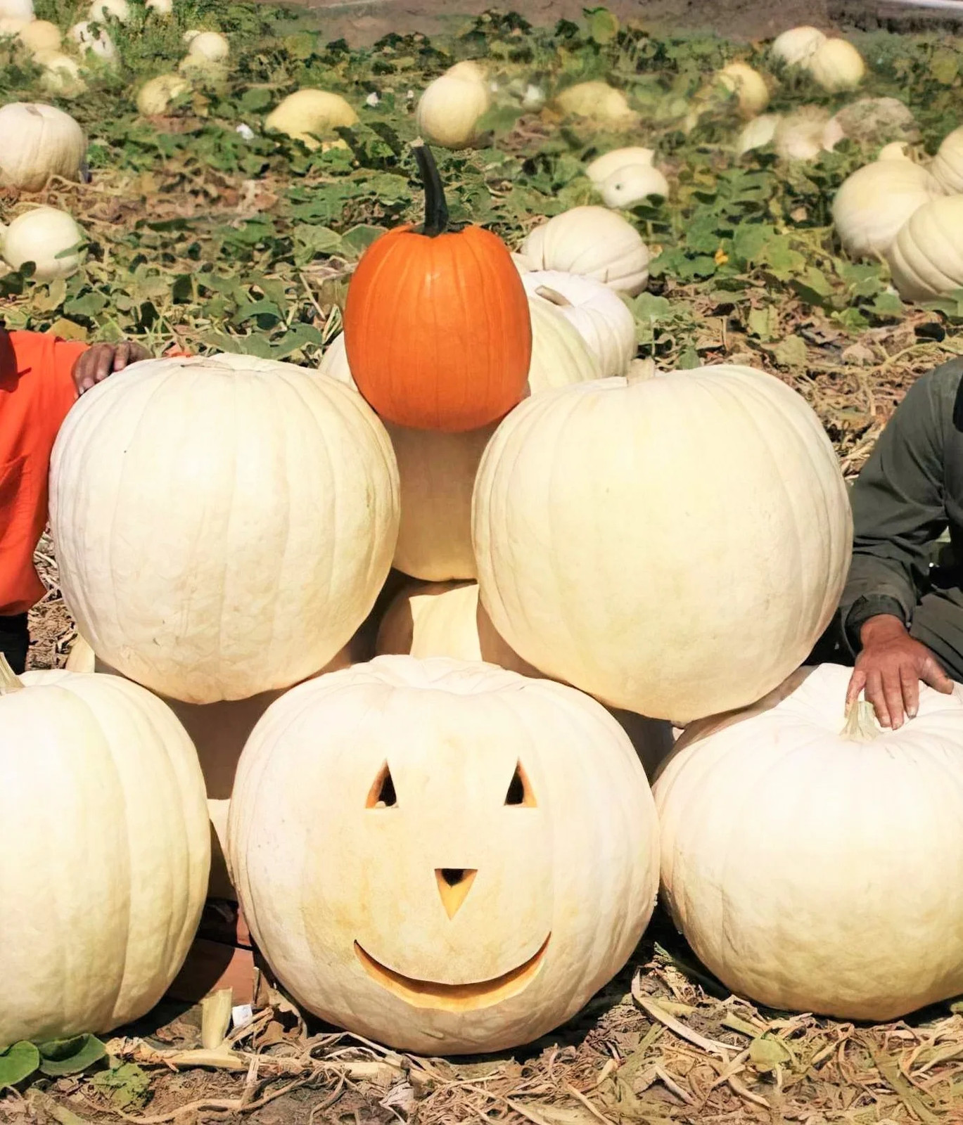 Lumina White Pumpkin Seeds | PVP Giant Polar Bear Pumpkins Vegetable Seed 2023