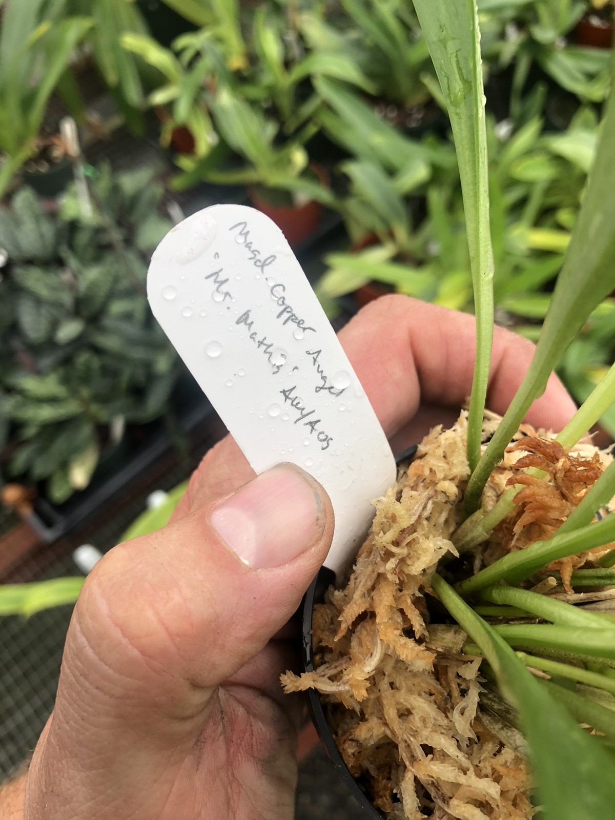 Masdevallia Copper Angel ‘Mr. Mathis’ AM/AOS Prolific Easy Grower