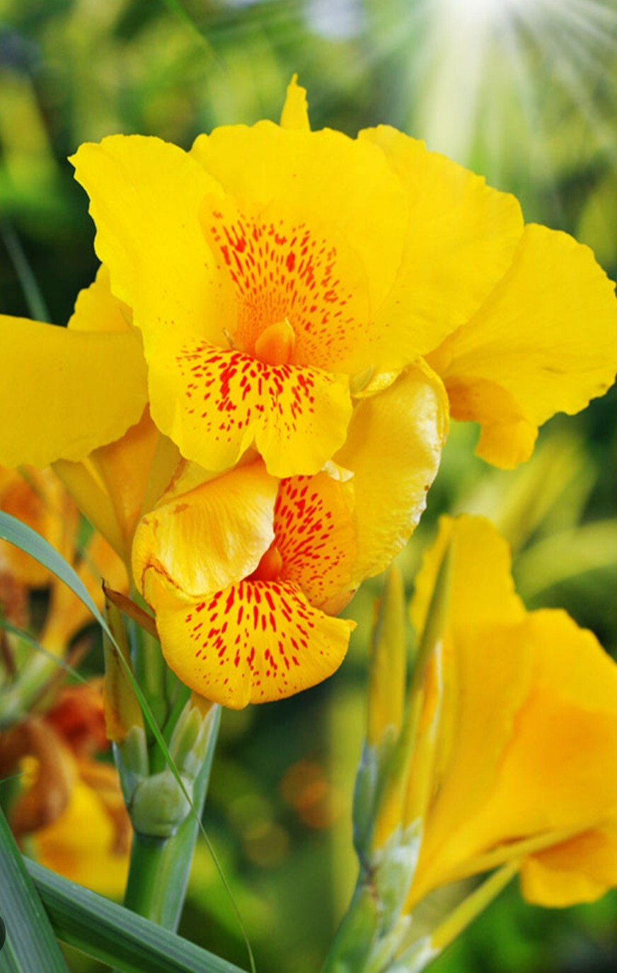 3 MIXED TALL CANNA LILY Mix Colors Attract Hummingbird Butterflies