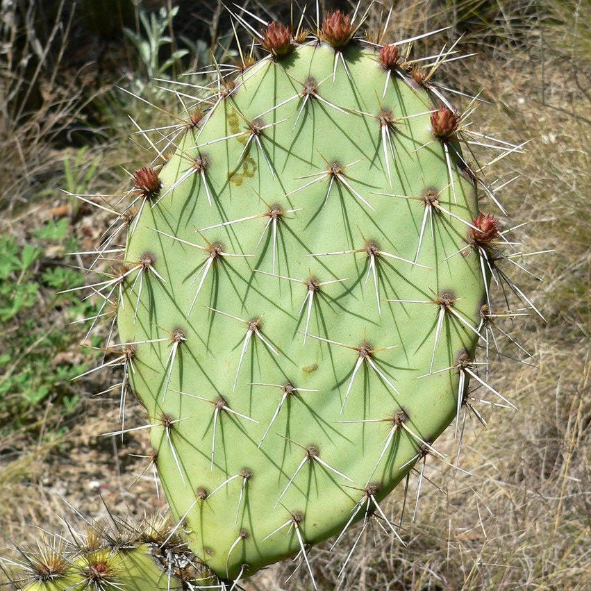 Prickly Pear Cactus ‘Kaibab Red’ (O. phaeacantha x) COLD HARDY