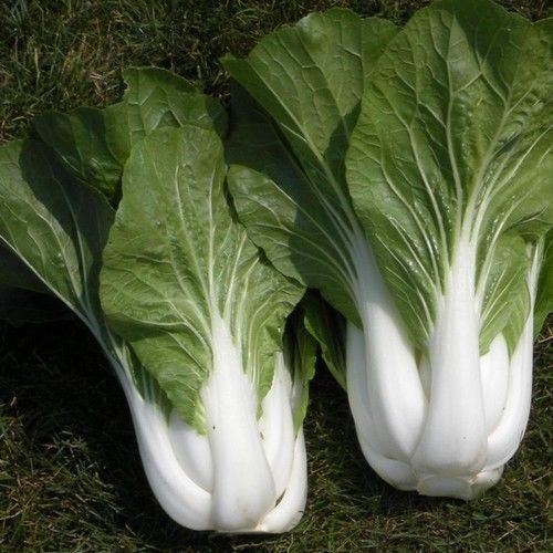 Pak Choi White Stem Chinese Cabbage Seeds, NON-GMO, Variety Sizes, FREE SHIPPING