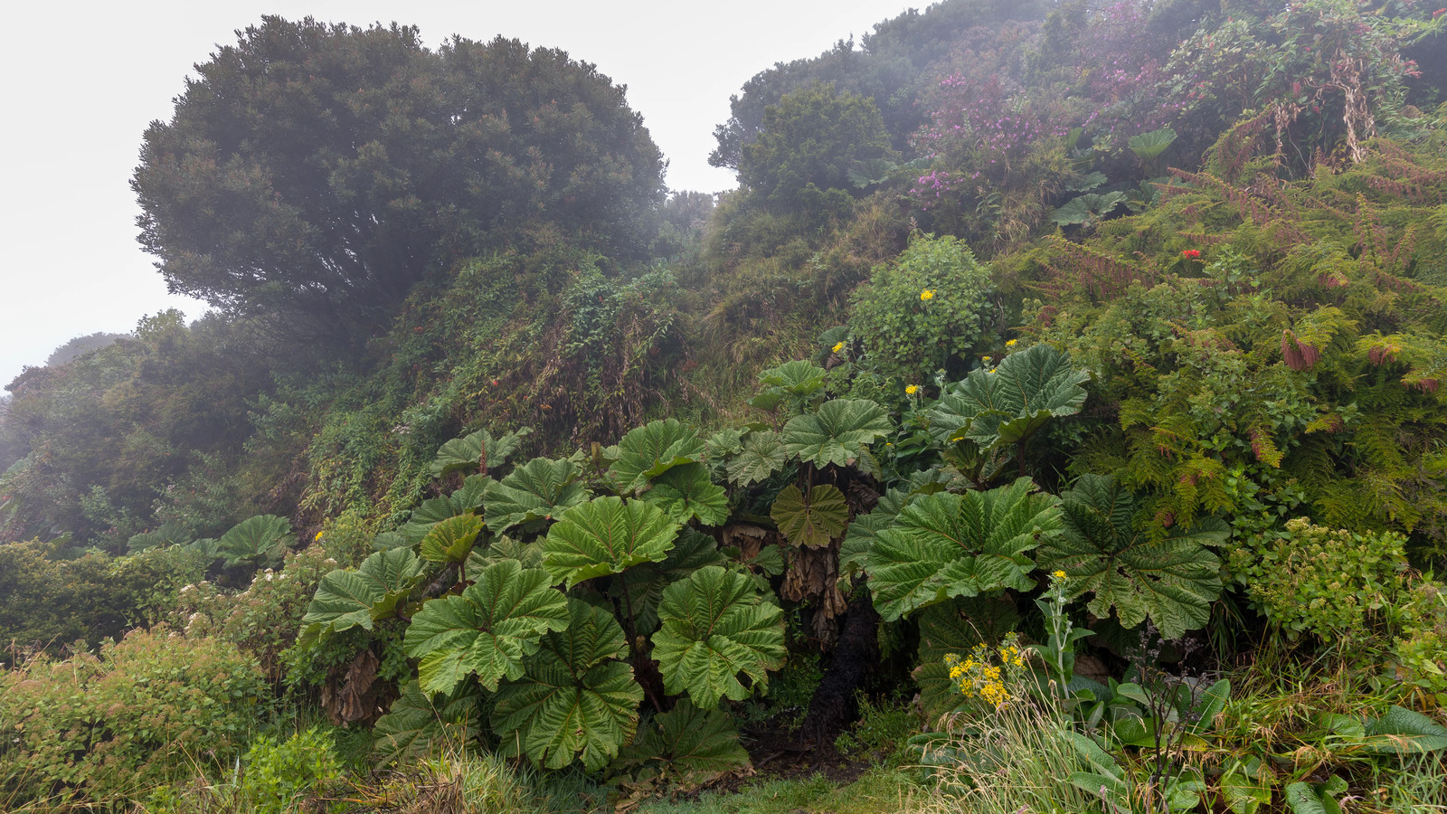 10 GUNNERA INSIGNIS Giant Rhubarb (Leaves to 6′, Red Flower Spikes to 3′) Seeds