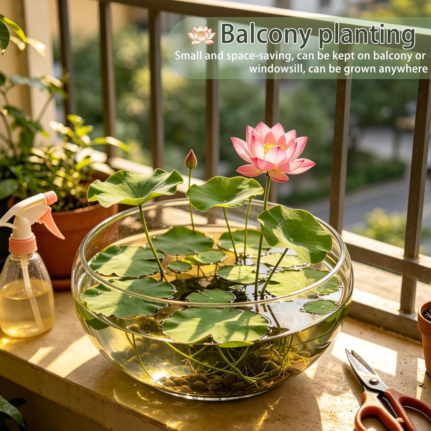 Bowl Lotus Seeds (Nelumbo Nucifera), Dwarf Patio Pond Variety, Pack of 30 Seeds