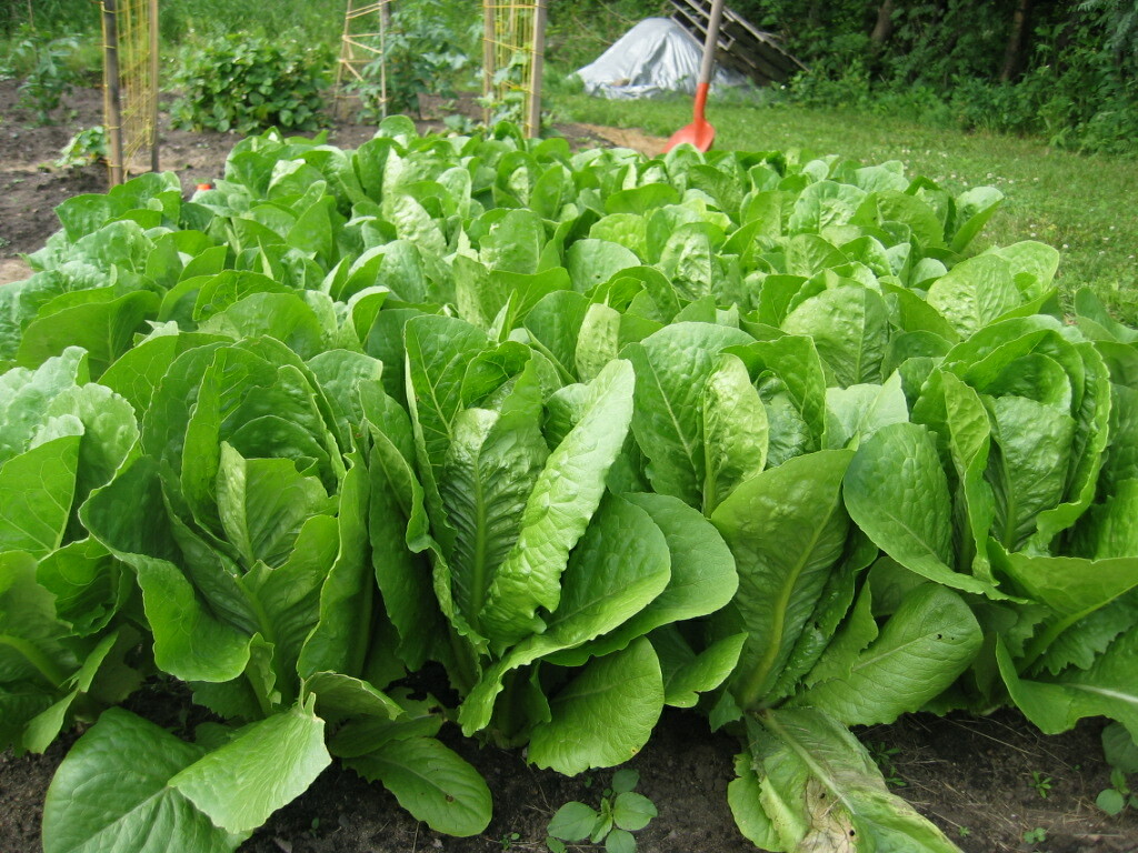 1200+ Parris Island Romaine Lettuce Seeds | Non-GMO Lettuce Seeds