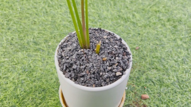 3lb Black Lava Rock for Plants – Horticultural Volcanic Soil for Landscaping, Bo
