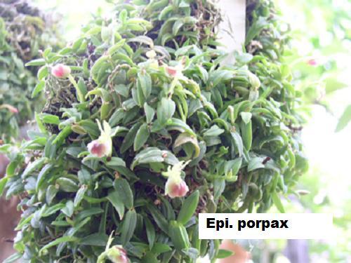 BIN- Epidendrum porpax- Collector’s tem! – Must SEE! Very easy to grow! Unique!