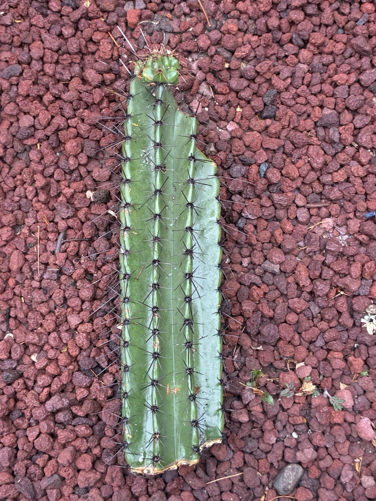 Stenocereus Queretaroensis Cactus Cutting