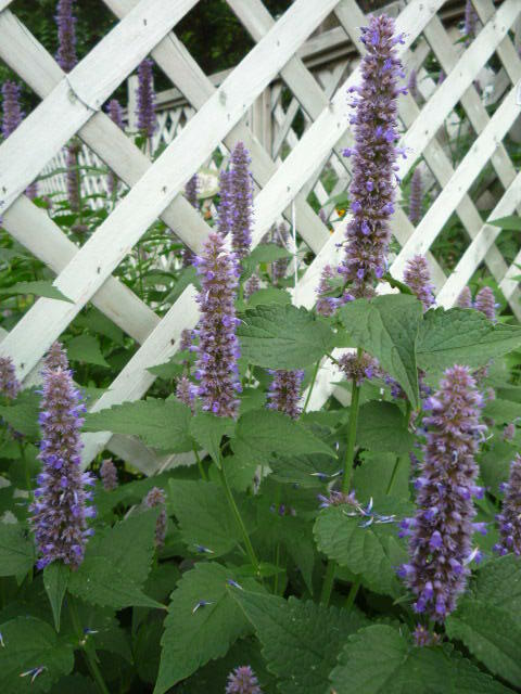 Anise hyssop Agastache foeniculum seeds