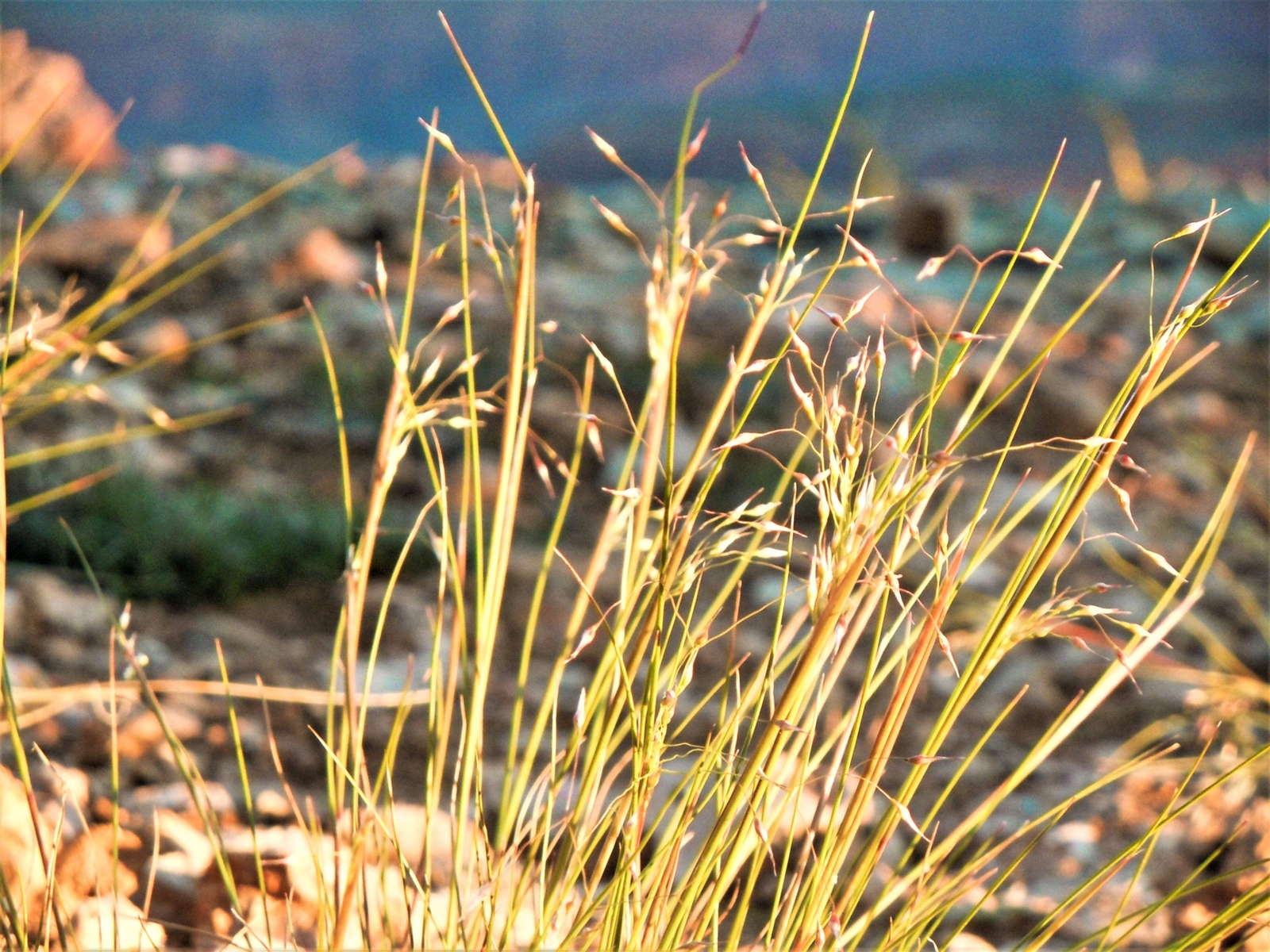 500 INDIAN RICEGRASS Nezpar Oryzopsis Hymenoides Sand Rice Grass Millet Seeds