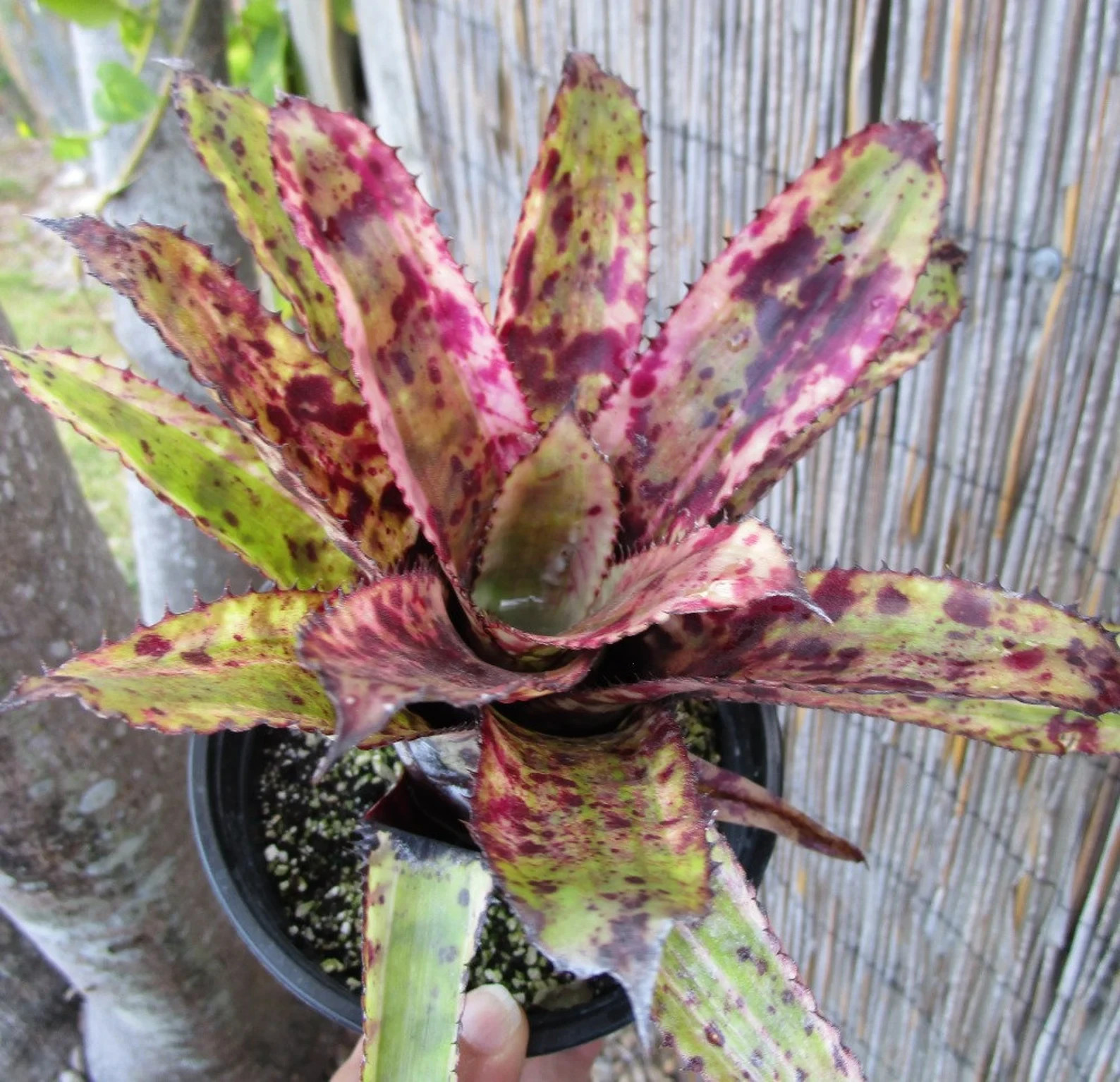 BUY 4 SAVE 15% BROMELIAD Aechmea GOLD TONE Offset – Orlandiana Sport – Rare Find