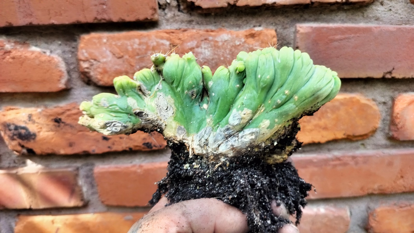 Sacred Cactus – Bridgesii -TBM Crested) – Fully Rooted (Exact Cactus)