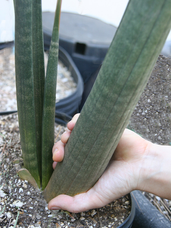 Sansevieria Stuckyi — Zimbabwe : Leaf+Roots Robust Healthy Plant Elephant Tusks