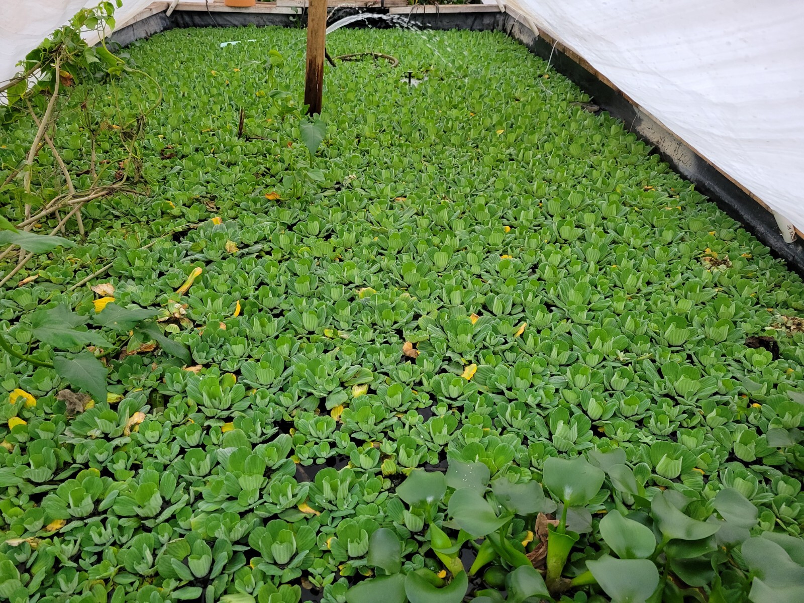 “20 to 25” WATER LETTUCE, POND PLANTS