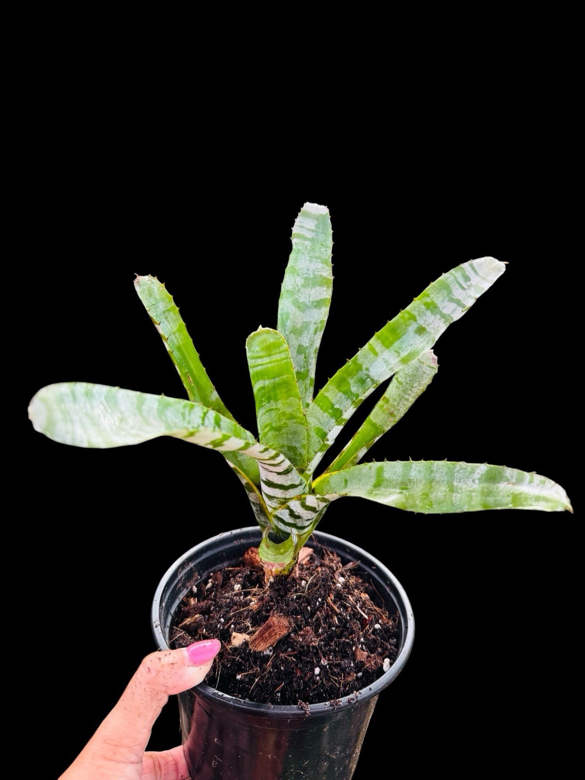 Aechmea Green Chantini Silver White Banded Tropical Beauty Collector