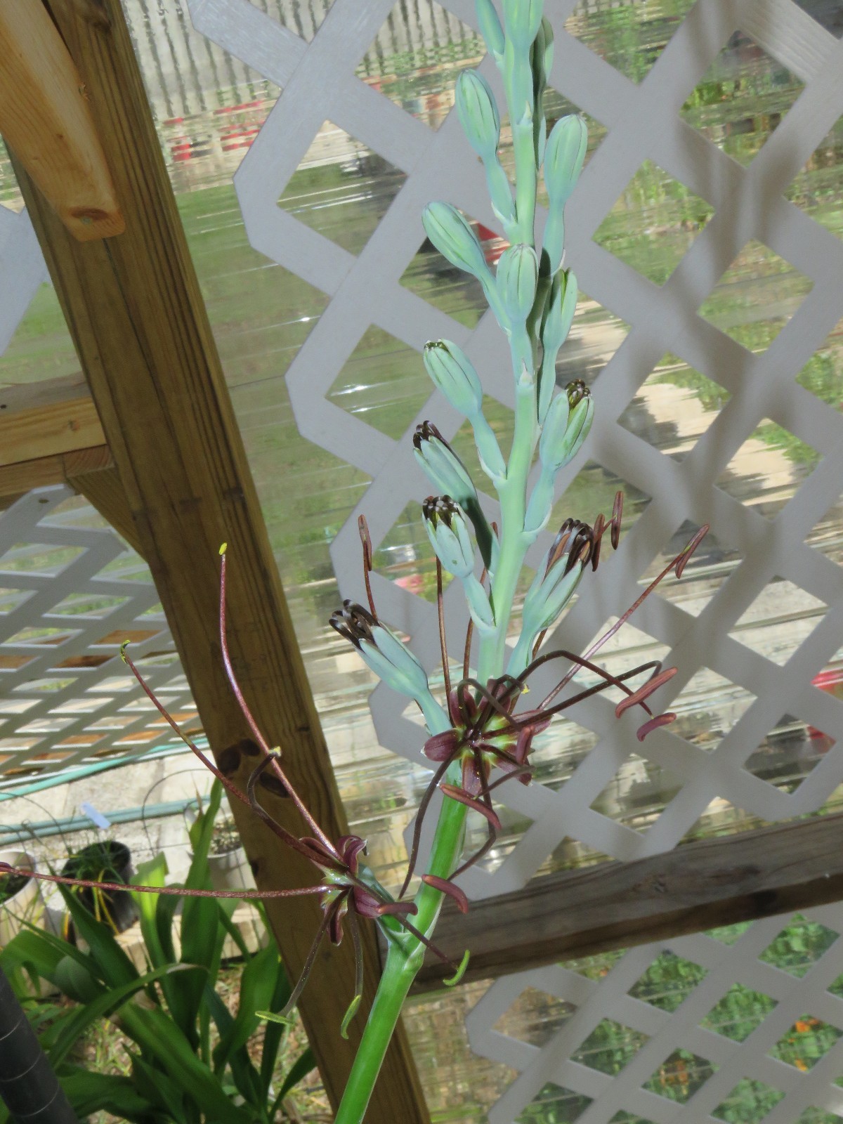 Manfreda (agave) spot, hybrid