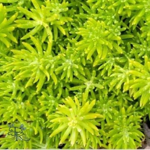 Sedum Rupestre Lemon Ball Live Potted Succulent House Plants BUY 2 GET 1 FREE