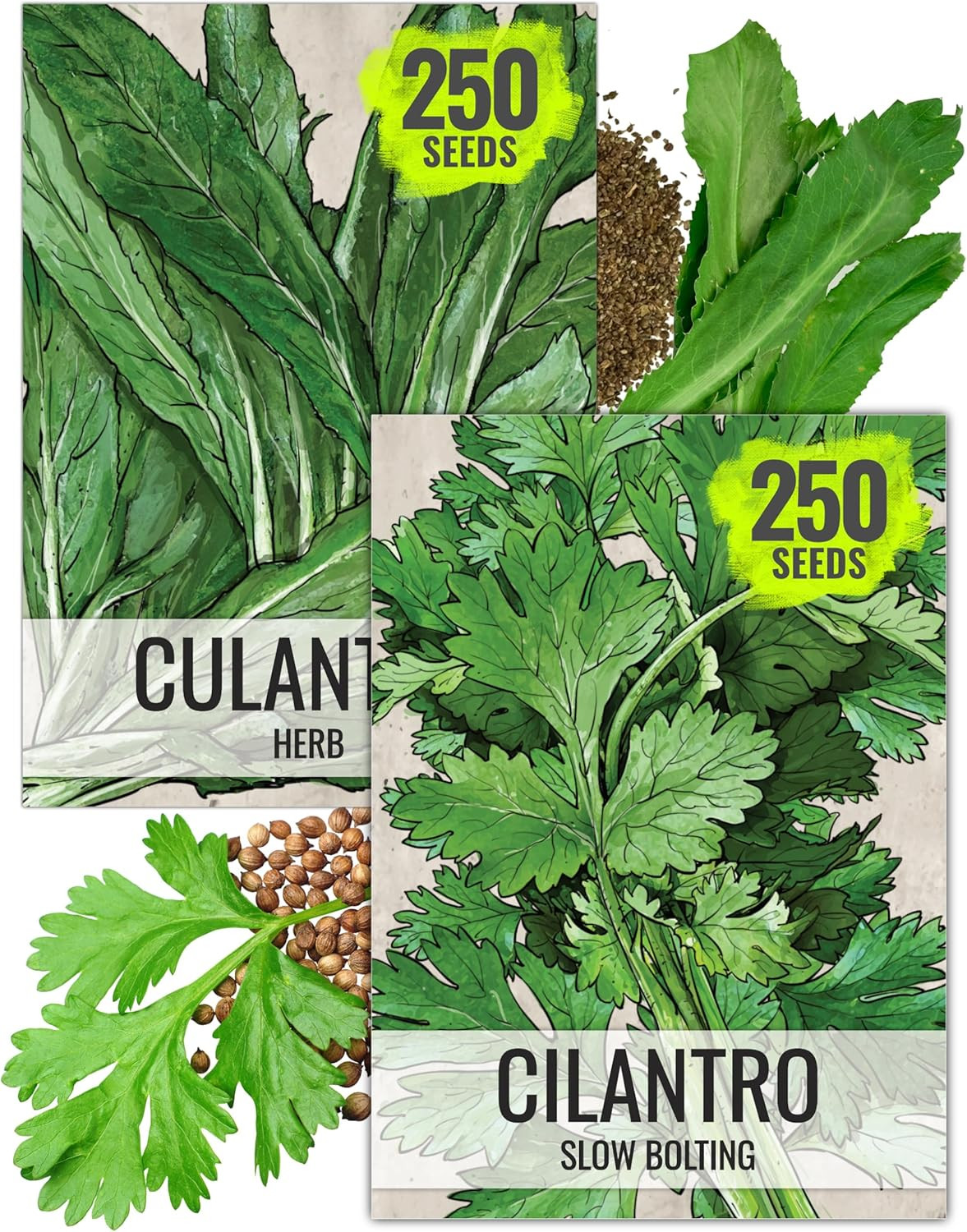 Coriander Seeds for Planting Culantro & Cilantro – Non-Gmo Heirloom & Untreated