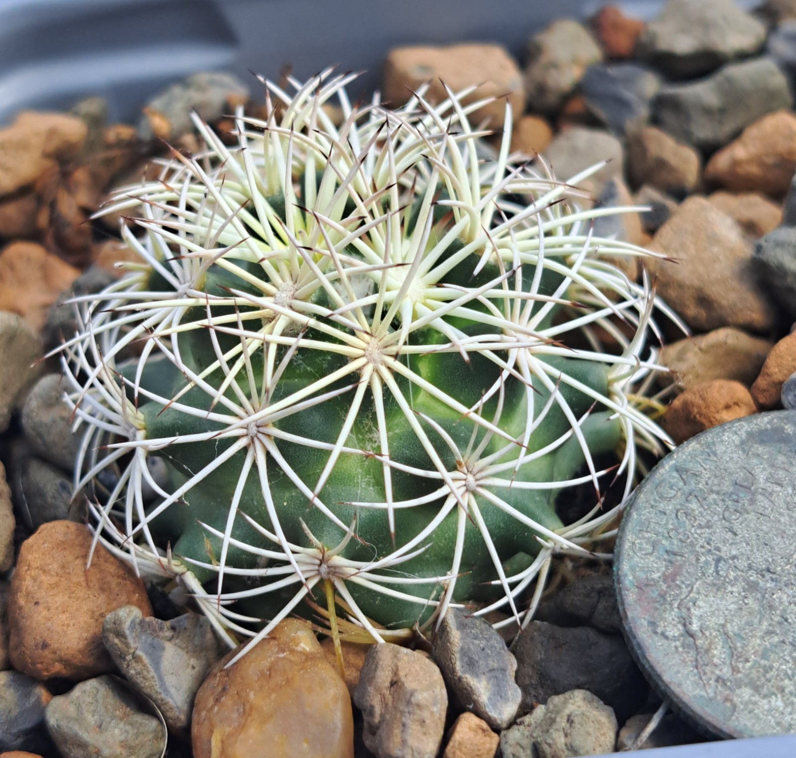 Coryphantha Echinus BARE ROOT