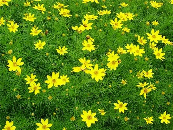 6 Plants Tickseed Coreopsis Verticillata ‘Zagreb’ Fernleaf – Perennial