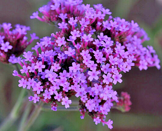 VERBENA BONARIENSIS, 250 SEEDS, TALL VERBENA, HARDY, PURPLE FLOWERS, EZ 2 GROW
