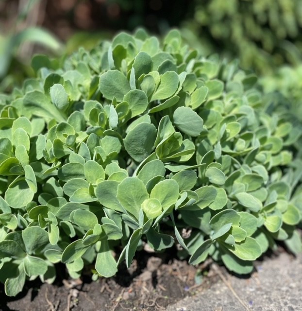 Sedum – Autumn Joy