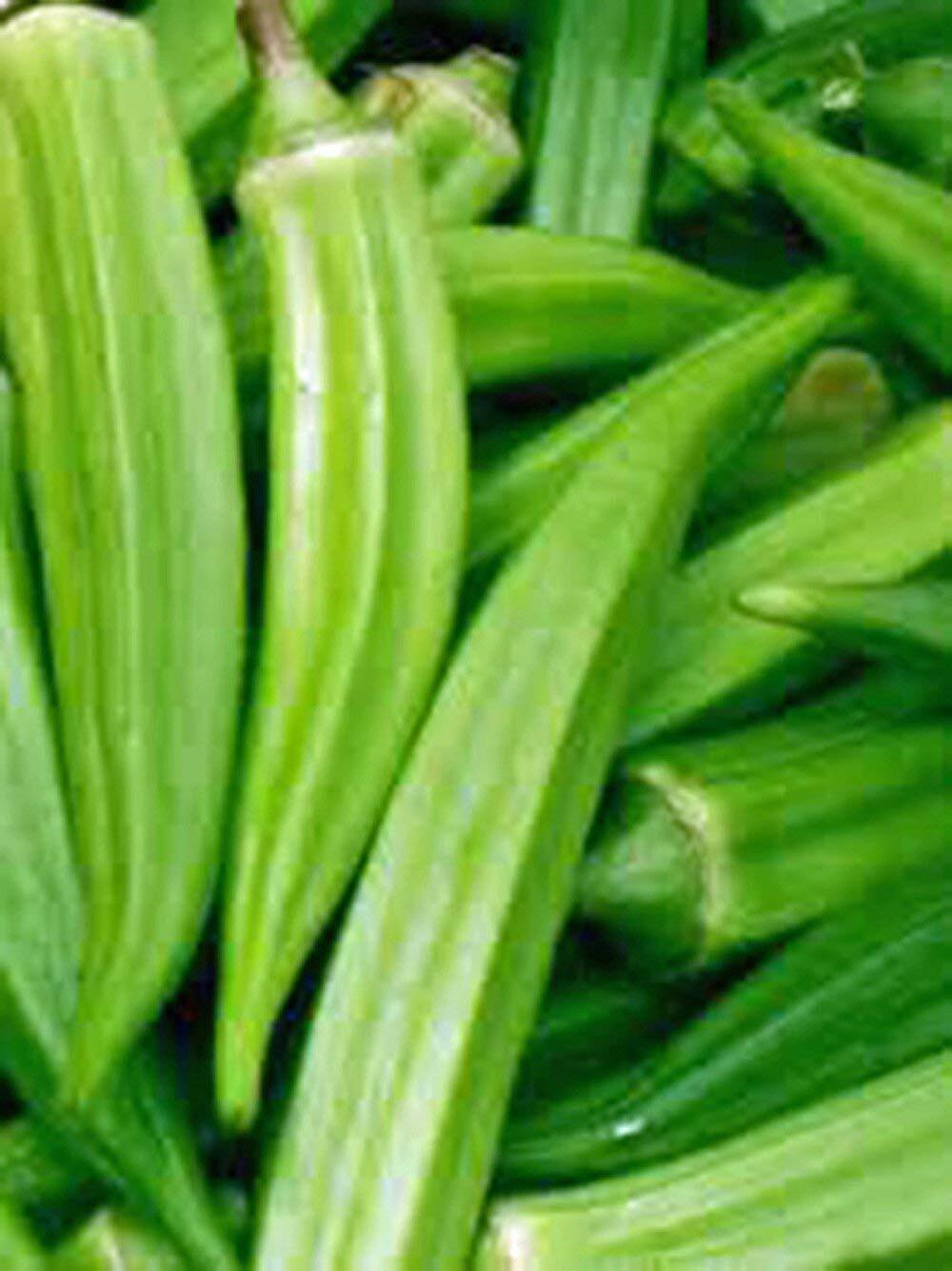 40+PERKINS DWARF OKRA Seeds Compact 4′ Plant Full Size 8″ Pods Garden Container