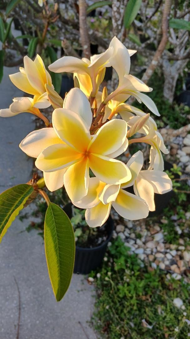 “BLAZING SUN HAWAII” PLUMERIA FRANGIPANI 12″ BLOOMING NOW FRESH CUT DAY OF ORDER