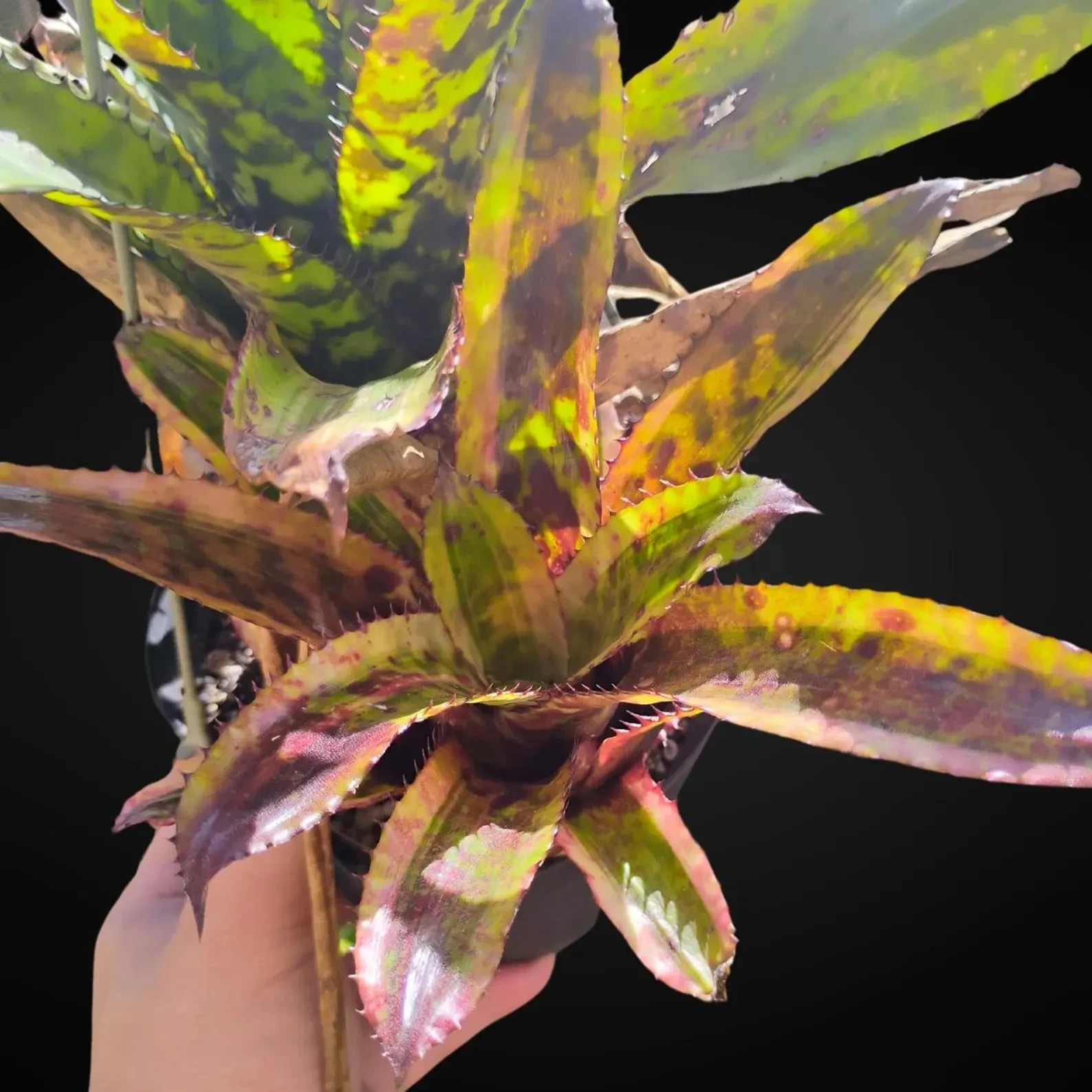 BUY 4 SAVE 15% BROMELIAD Aechmea GOLD TONE Offset – Orlandiana Sport – Rare Find