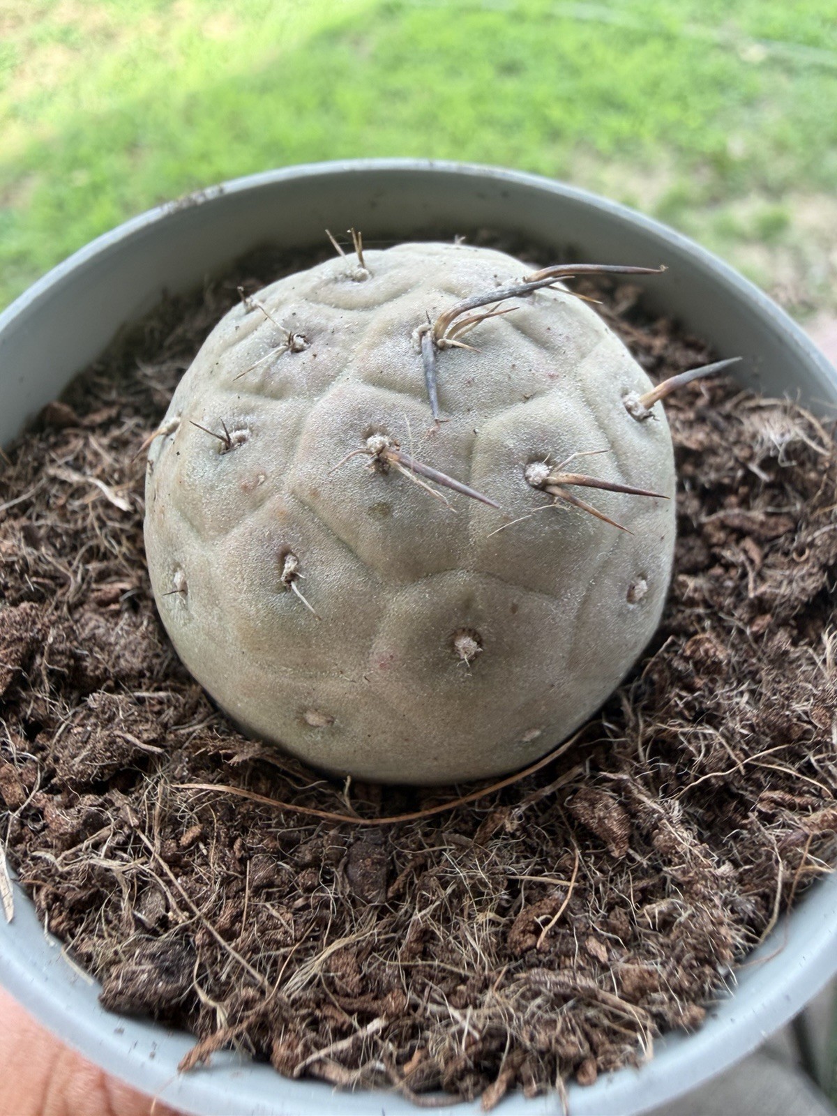Tephrocactus geometricus
