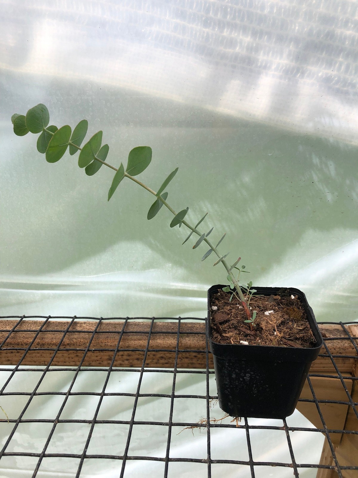 Eucalyptus Live Plants – Seedlings/Plugs- 5″- 12″ tall – 30-50 days old