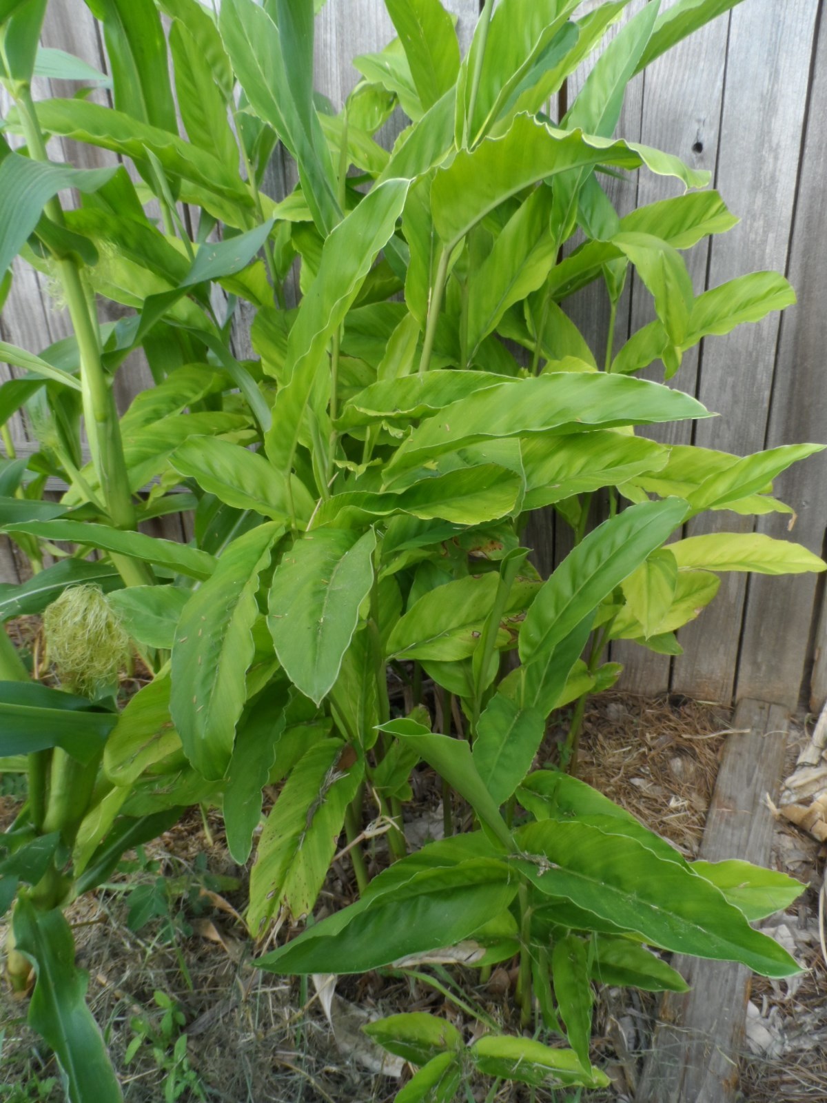 Alpinia GALANGA Greater Galangal 1 Live Plant Soiled Fresh Rooted Rhizome Herb