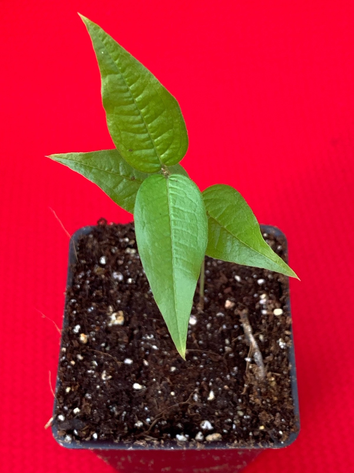 White Jaboticaba Plinia Aureana Large Leaf Brazilian Grape Fruit Tree Pot Plant