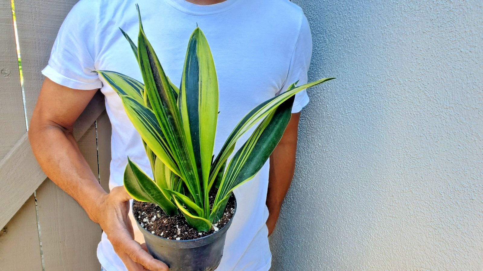 Sansevieria trifasciata Gold Flame Succulent