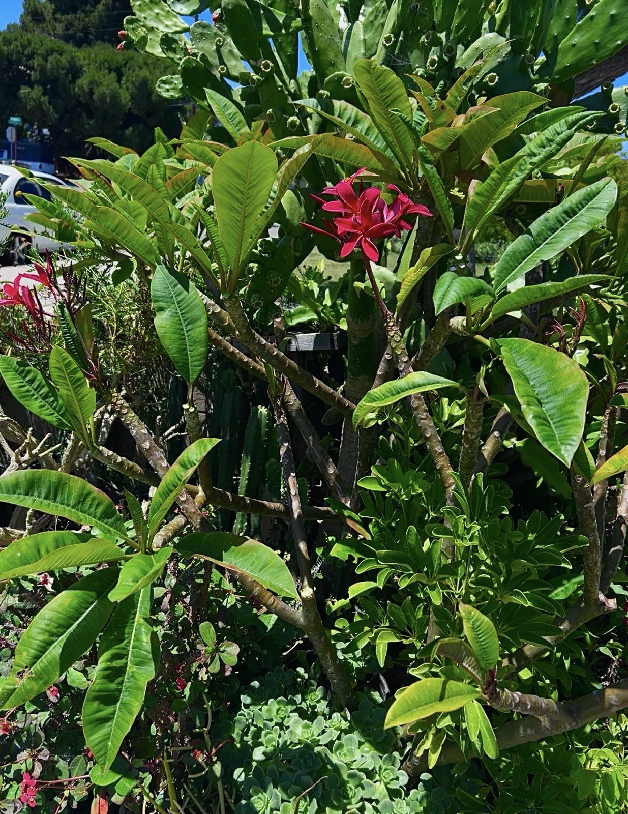 Hot Red Plumeria Cutting 12 inches Tall Unrooted