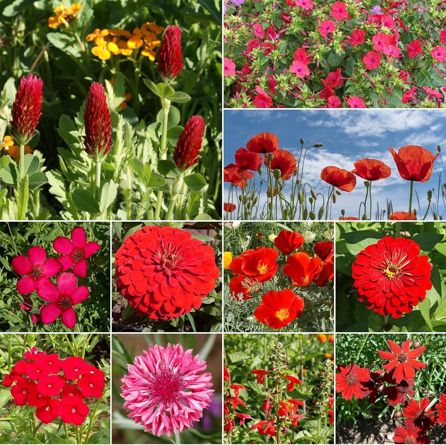Vibrant Red Wildflowers – Non-GMO Seeds – Full Sun – 1 lb