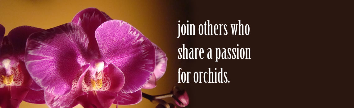 Passion for Orchids