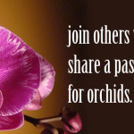 Passion for Orchids