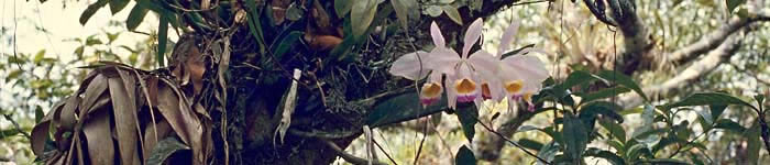 Amazon Orchid Habitat