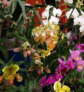 Ron's orchids in greenhouse